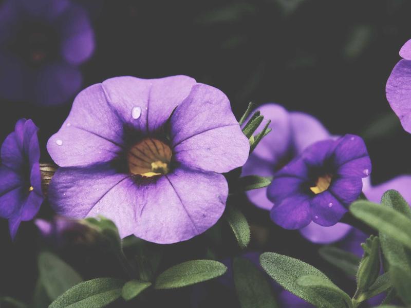 Laravel Performance Optimization & Security Audit